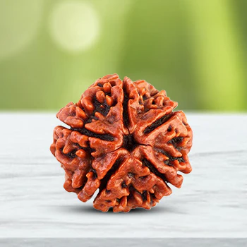 5 Mukhi Rudraksha (2.0) – Original Five Faced Rudraksha for Peace & Protectio