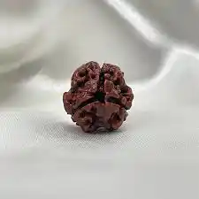 3 Mukhi Rudraksh
