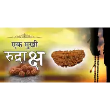 1 Mukhi Rudraksha (5.0)